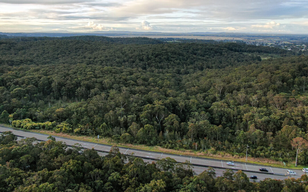 Newcastle Herald: Hunter land clearing figures underline threat to Link Road Forest