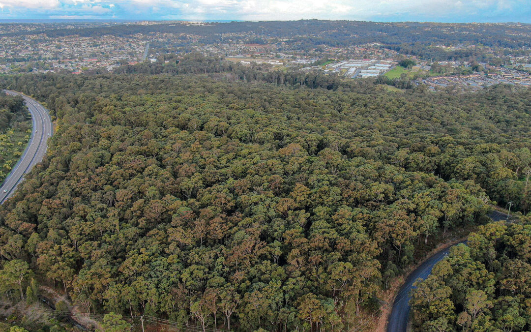 Newy: “Kangaroo Road Death Renews Calls to Protect Link Road Forest Bushland from Development”