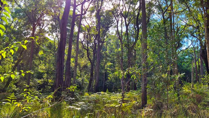 LinkRoadForest1-700