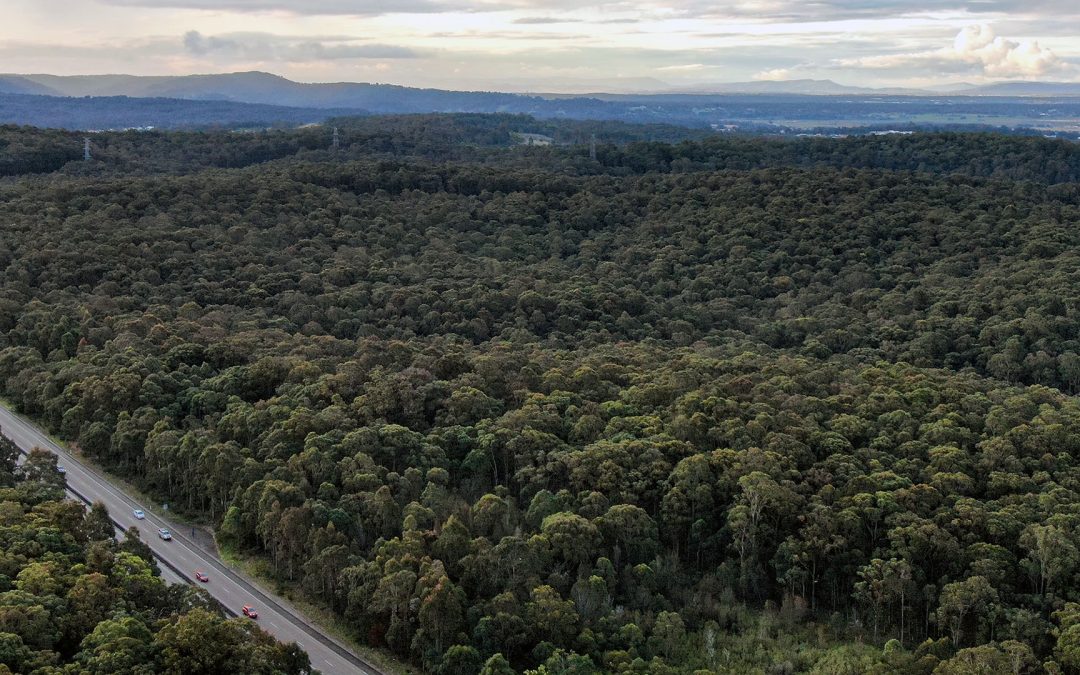 Newcastle Weekly: “Link Road Forest campaigners slam developers after last-minute ‘no show’”