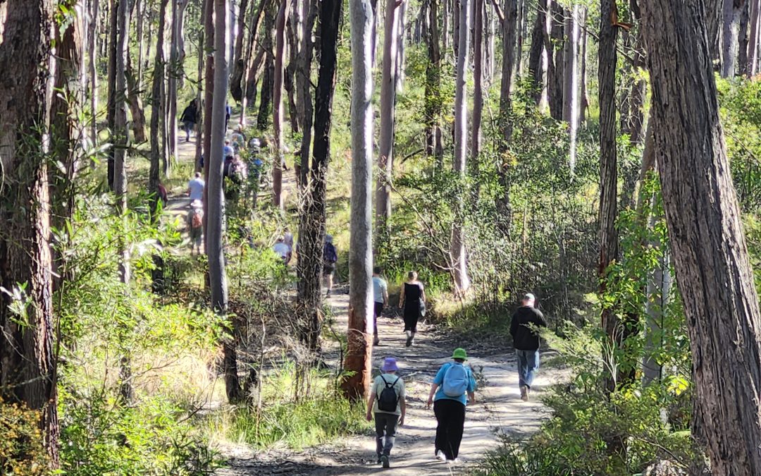 Mental Health & Link Road Forest