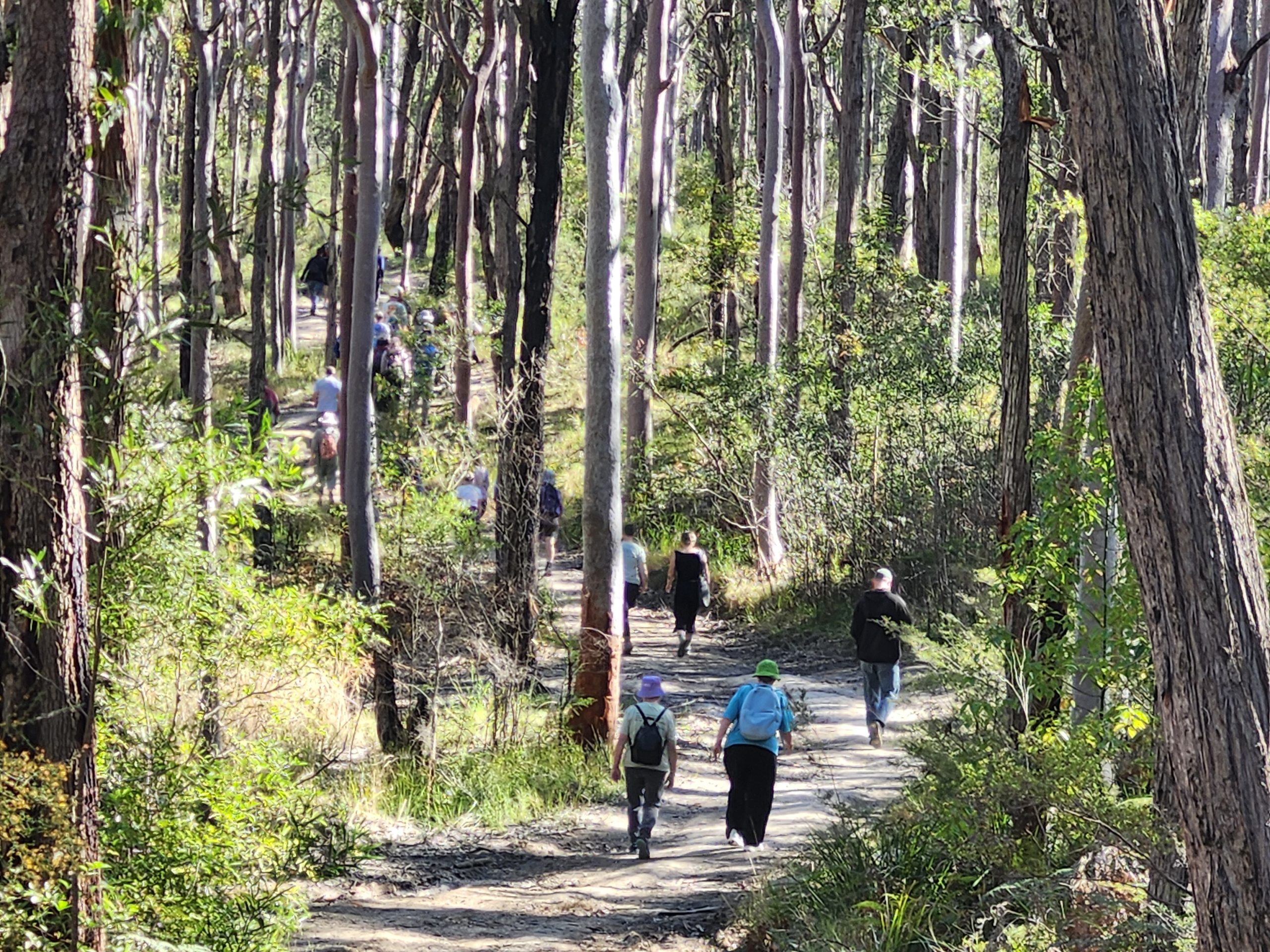 People walking in the forest